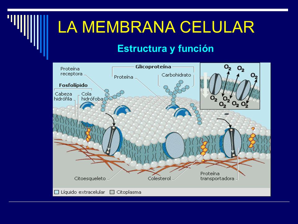 Funcion del colesterol en las membranas celulares